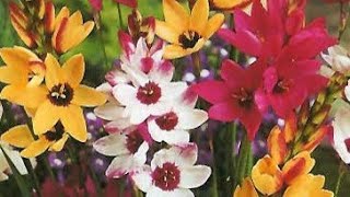 Growing IxiaSparaxiswinter flowering plant you can grow from bulbs [upl. by Brig]