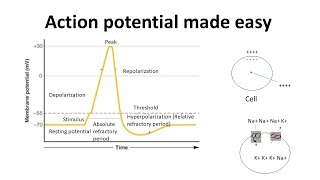 Action potential for beginners  Action potential in neurons made easy  Biology lectures [upl. by Nahta]