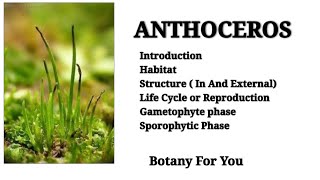 What is Anthoceros  Introduction habitatstructurereproductiongametophytesporophytic phase [upl. by Etz]