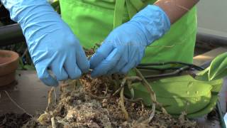 How to Repot an Orchid Phalaenopsis [upl. by Dwan]