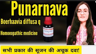 Punarnava ke fayde Benefits of Punarnava Boerhavia diffusa homeopathic medicine drlaxmiSharmadixit [upl. by Mcgrody]