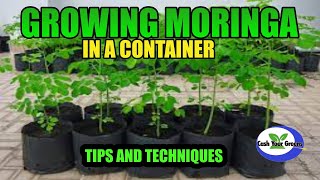 Growing Moringa Intensive Moringa Cultivation  Day 16 Update [upl. by Nauqyt68]