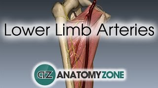 Lower Limb Arteries Overview  3D Anatomy Tutorial [upl. by Vedis]