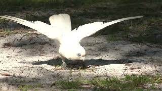 Cockatoos really know how to entertain themselves – enjoy this Little Corella playing [upl. by Yerocaj]