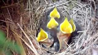 Baby Robins Chirping For Food [upl. by Vi]