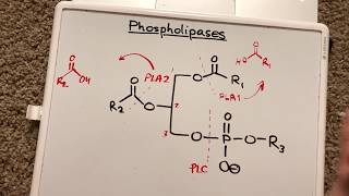 Phospholipases [upl. by Aneel]