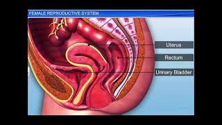 CBSE Class 12 Biology Human Reproduction – 2 Female Reproductive System [upl. by Seaddon]