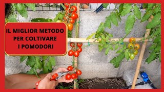 Come Coltivare i Pomodori  Pomodoro a SPALLIERA Di 2 MT Si può piantare anche in vaso sul balcone [upl. by Assener763]