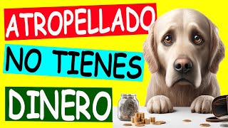 ATROPELLARON a mi PERRO ¿Qué puedo hacer si NO TENGO DINERO [upl. by Yendor]