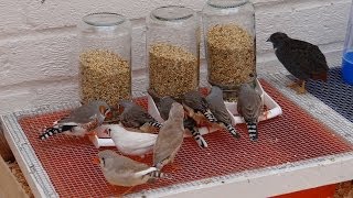 Zebra Finch Feeders [upl. by Moina]