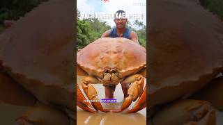 Worlds Biggest Crab The Japanese Spider Crab science sciencefacts [upl. by Tnilk273]