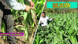 🌽Deficiencia de Fósforo en el Cultivo de Maíz ¿Cuál es la Solución [upl. by Namsaj]