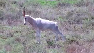 A White Blesbuck among red hartebeests at Kamfers Dam  africam  BirdLife  exploreorg [upl. by Harifaz]