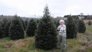 We Plant Canadian Hemlock Trees [upl. by Georges]