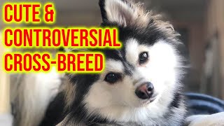 Pomsky Dog Breed 101 The Cute amp Controversial Cross Breed [upl. by Concha]