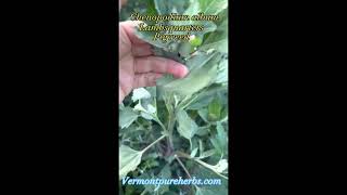 How to eat Chenopodium album aka Lambsquarters Pigweed Spinach weed as a Wild Edible staple food [upl. by Melvin]