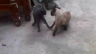 Gatos hablando y peleando [upl. by Lehacim729]