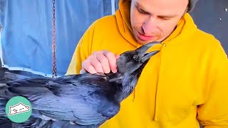 Pet Raven Bonded With Man After He Was Abandoned and Mistreated  Cuddle Birds [upl. by Ahsikyw]