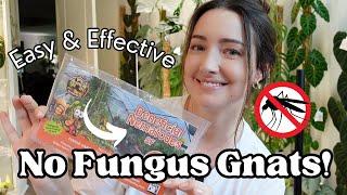 The BEST way to get RID of Fungus Gnats STOP using BTI 🦟🚫 [upl. by Kovacs3]