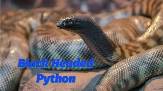 Facts and Biology of the BlackHeaded Python [upl. by Anitap]