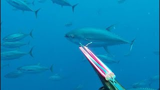 My biggest Yellowfin Tuna Spearfishing 180lbs [upl. by Norak353]