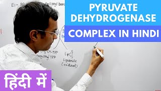 Pyruvate Dehydrogenase Complex in Hindi [upl. by Latihs]