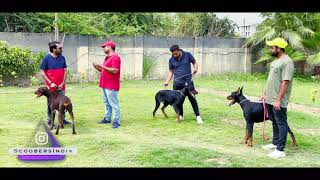 UP  European Doberman Pinscher  Dog Kennel  Vinuj Kumar Meerut  Scoobers [upl. by Lesirg]