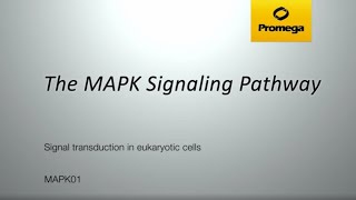 The MAPK Signaling Pathway [upl. by Clarita478]