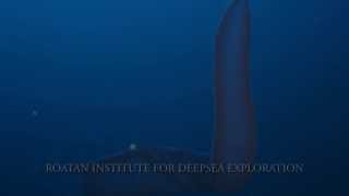 Rare pyrosome filmed at 400 feet Roatán Honduras [upl. by Wanfried303]