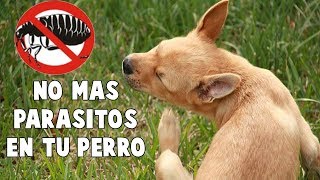 Protege a tu perro de parásitos de manera natural y económica [upl. by Laws554]