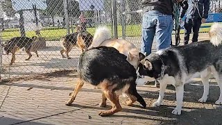 Three German Shepherds Enter Dog Park amp Not Tryna Snitch Snitches Get Stitches [upl. by Nyliahs]