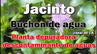 Jacinto o Buchón de agua Planta depuradora descontaminante de aguas [upl. by Aenil70]