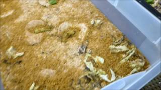 Mealworm farm update April 30 2017 [upl. by Pippas]