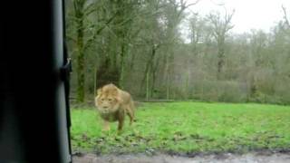 Lions at Longleat 20122011 [upl. by Enawyd549]