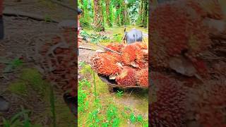 Palm oil fruits are being transported in cattle carts [upl. by Eillim]