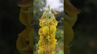 Crotalaria pallida [upl. by Black]