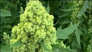 Quinoa grow your own super food [upl. by Kissie]