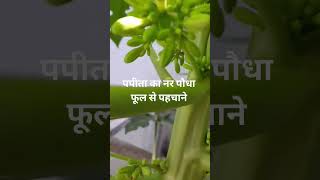 पपीता का नर पौधा फूल से पहचाने papaya plants gardening shorts [upl. by Jannelle]