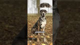 Meet the Catahoula Leopard Dog America’s Versatile Canine [upl. by Thema]