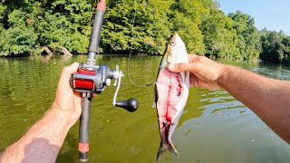 4 Hours of RAW and UNCUT Kayak Catfishing on Wheeler Lake Alabama [upl. by Nunci]