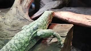 Komodo Dragons World  The Worlds Largest Lizards [upl. by Christabella]