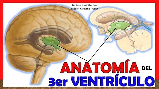 🥇 Anatomía del TERCER VENTRÍCULO 3er Ventrículo ¡Explicación Sencilla [upl. by Enyrehtak]