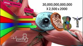 Cargador de Mitocondrias explicacion [upl. by Eixirt]