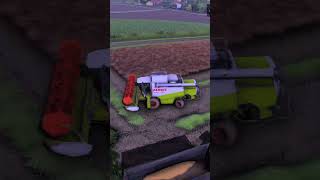 FULL CLAAS has MUSTARD HARVEST fs22 farming farmingsimulator ls22 farmingsimulator22 fendt [upl. by Pacificas]