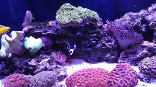 Wrasse only reef tank with 9 Wrasses how it works  part 1 [upl. by Eeznyl]