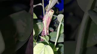 Amazing grasshopper fypyoutube usa europe fypシ゚viral [upl. by Elleiand43]