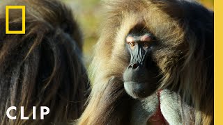 Gelada Monkeys Fight an Intruding Bachelor  Queens  National Geographic [upl. by Eido]