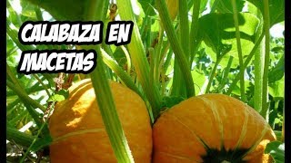 Como Sembrar Calabaza o Zapallo en Maceta  Huerto Urbano  La Huerta de Ivan [upl. by Justicz]