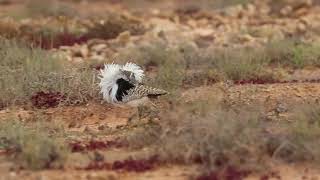 Houbara bustard [upl. by Howarth416]