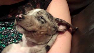 The cutest Silver Catahoula Leopard puppy ever [upl. by Kataway]